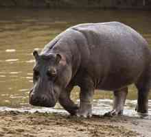 Ce visează un hipopotam - mic și mare