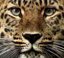 Care este visul unui leopard? Ce prefecționează prădătorul reperat?