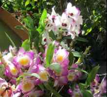 De ce orhideele? Ce înseamnă cea mai pură frumusețe?