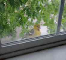 Ce pasăre bate la fereastră? Vom afla!