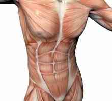 Ce mușchi sunt mușchii trunchiului? Mușchii unui trunchi al persoanei