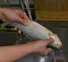 Cât de repede pot curăța peștii de cântare? Cuțit pentru curățarea peștelui