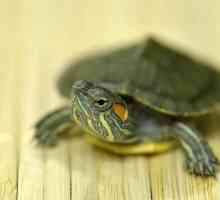 Cum și ce să hrăniți broasca țestoasă roșiatică la domiciliu