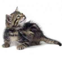 Cum sa scapi de purici in pisici: metode eficiente de lupta si prevenire