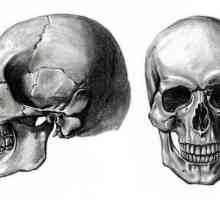 Cum se schimbă cusatura craniului odată cu vârsta?