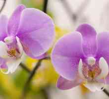 Cum de a crește rădăcinile orhideelor ​​de la zero?