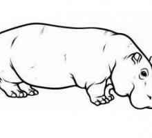 Cum să atragă un hipopotam: în creion, în etape, pentru copii