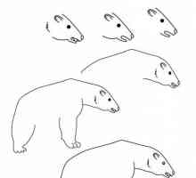Cum de a desena un urs polar frumos?
