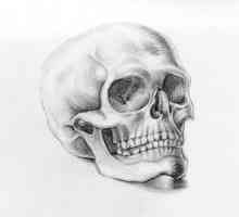 Cum de a desena un craniu, respectând proporțiile?