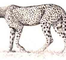 Cum de a desena un ghepard? Reprezentăm o fiară puternică și rapidă