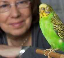Cum să predați papagalii ondulați să vorbească - comunicarea cu un animal de companie cu pene