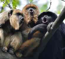 Cum maicășile comunică între ele? Cum vorbesc maimutele: sunete. Monkey Discurs de formare