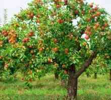 Cum să tăiați pomii de măr în toamnă: sfaturi pentru grădinari experimentați