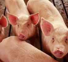 Cum se determină greutatea porcilor: greutatea în viu a animalelor și greutatea la sacrificare?