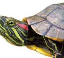 Cum să distingi o broască țestoasă dintr-o fată: alegeți un animal de companie cu un ochi roșu