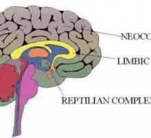 Cum funcționează cortexul? Cerebral cortex