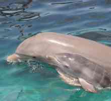 Cum se înmulțesc delfini? Primele zile ale vieții unei tinere frumoase tinere