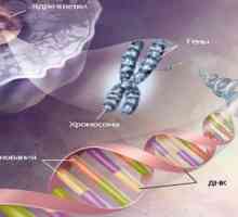 Cum de a rezolva problemele geneticii în domeniul biologiei?