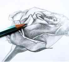 Cum de a desena un trandafir în creion: instruire pas cu pas