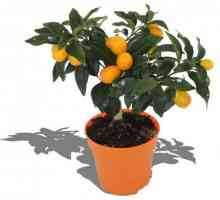 Cum să planteze, cum să propagați, cum să vă îngrijiți: Citrus Fortunella - o bucurie în casa ta