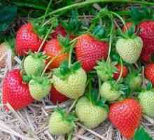 Cum să plantați căpșunile în toamnă: pregătirea solului, tehnologia de plantare și adăpostul pentru…