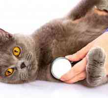Cum se face o pisică o injecție în greabăn: instrucțiuni pas cu pas și recomandări