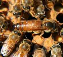 Cum să faci o coadă de albine: sfaturi pentru un apicultor începător