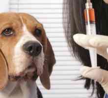Cum se face injecția intramusculară corectă a unui câine?