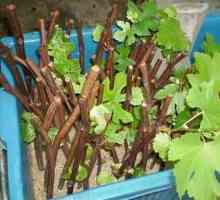 Как сохранить черенки винограда до весны в домашних условиях?