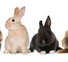 Cum să aibă grijă de iepurii decorativi? Iepuri decorative: îngrijire și conținut