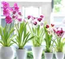 Cum să ai grijă de orhidee acasă? Caracteristici de îngrijire