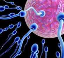 Cum să îmbunătățiți sperma și să creșteți șansele de sarcină