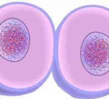 Ca urmare a mitozei, se formează celule noi: caracteristicile și semnificația procesului