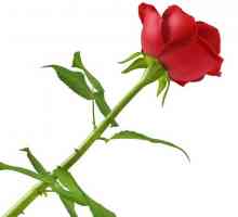 Cum să crească un trandafir dintr-o floare tăiată: sfaturi