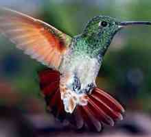 Care este viteza maximă a colibrilor atunci când se îngrijește de o femeie?