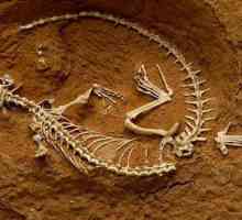 Ce știință studiază rămășițele fosile ale unor organisme dispărute? Analiza detaliată