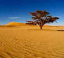 Care este cel mai mare deșert din lume? Informații interesante despre cel mai mare deșert
