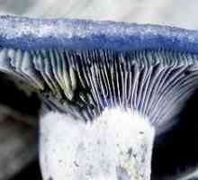 Care sunt motivele pentru ca ciupercile să devină albastre?