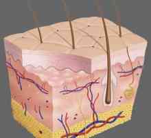 Ce celule acoperă suprafața pielii? Structura pielii