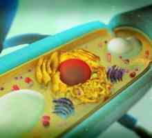 Ce organele sunt absente în celulele de ciuperci? Ce lipsește în celulele de ciuperci?