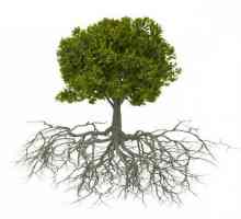 Ce plante au un sistem de rădăcini fibroase? Tipuri de rădăcini de plante