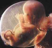 Ce fel de dezvoltare se numește postembryonic? Post-perioada embrionară