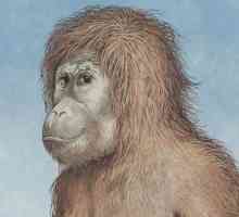 Care este volumul creierului Australopithecus?