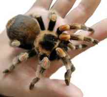 Ce mod de viață este cel mai mare păianjen din lume