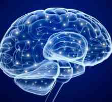 Care este volumul creierului uman? Modul în care dimensiunea creierului afectează intelectul