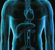 Care este rolul ficatului în corpul uman? Rolul ficatului în procesul de digestie