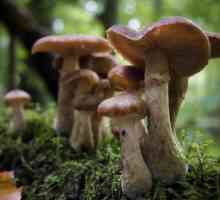 Care sunt semnele comune ale ciupercilor și cum diferă acestea de plante și animale?