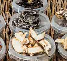 Ce rol joacă ciupercile în ecosistem? Importanța fungiilor în natură