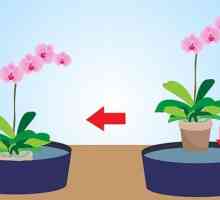 Capricorn orhidee: transplant la domiciliu