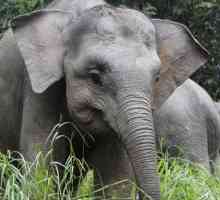 Elephant pitic: fotografie, dimensiuni. Piticul elefant acasă